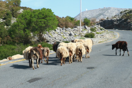 20160424_413 GR, Kreta, Nida-Hochebene, Schafe.JPG